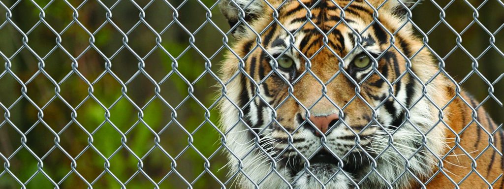 Bursa çit teli için en çok rağbet gösteren bölgelerden biridir. Özellikle de oldukça kolay kullanımı ve pratik bir malzeme olması sebebiyle taşınma sırasında hem sökülmesi hem de kurulması için zamandan ve iş gücünden tasarruf edilir.